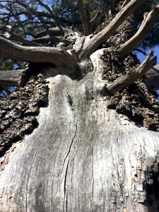 Juniper Belly View