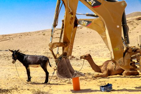 Cat, Donkey, Camel