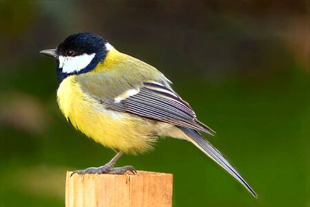 Parus major foraging garden