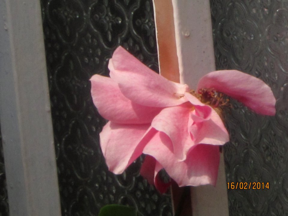 asrtrosflores 012