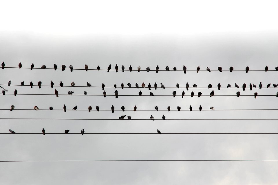 97 Pigeons