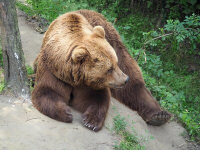 Brown teddy lazy watch