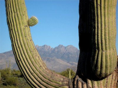 Four Peaks Over My Bicep photo