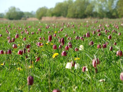 Fritillaries flowers rare