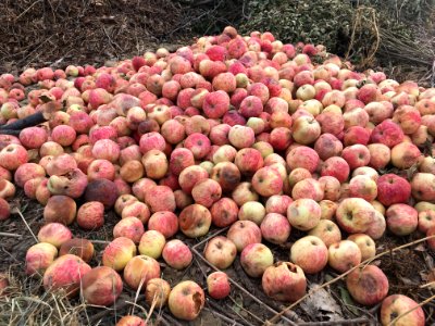 Discarded Apple Carpet