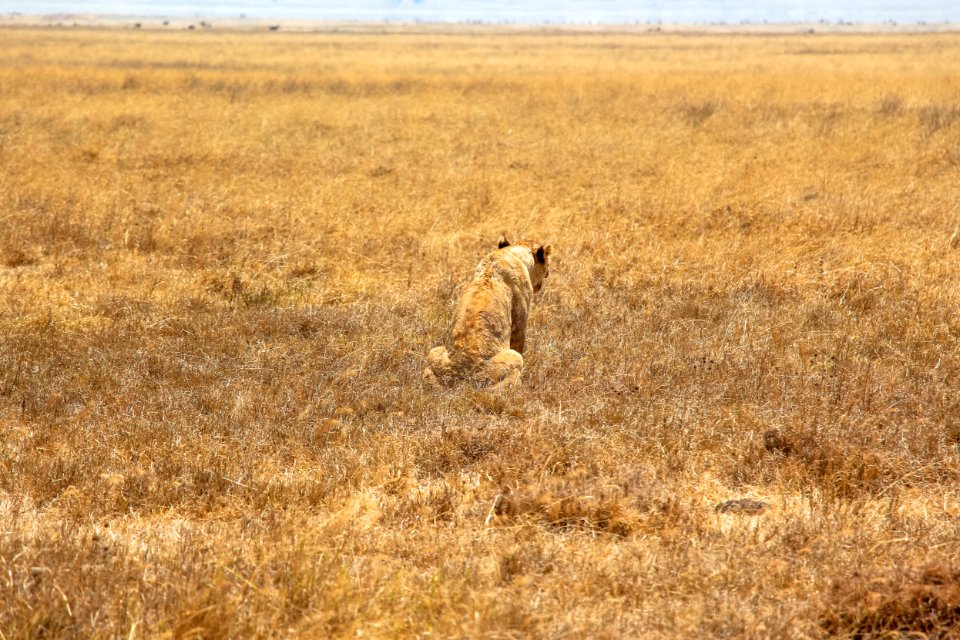 A perfect Camouflage - Lion