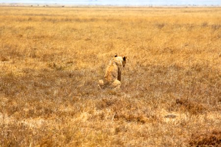 A perfect Camouflage - Lion