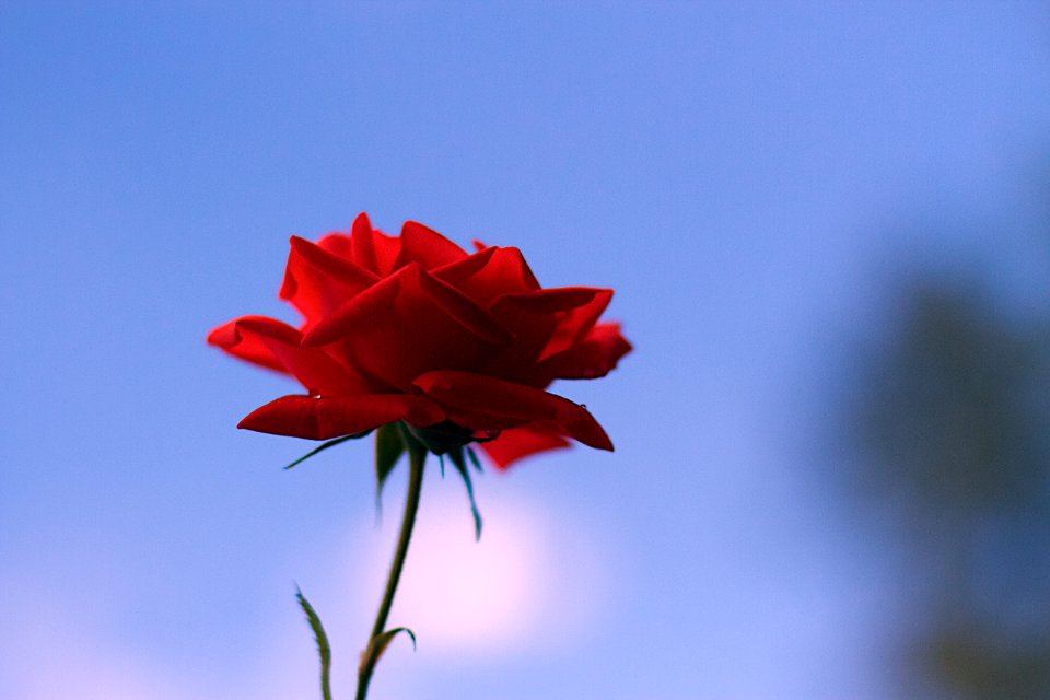 2016/366/274 Rosy Sky
