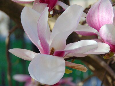 Magnolia flower flower tulip tree photo