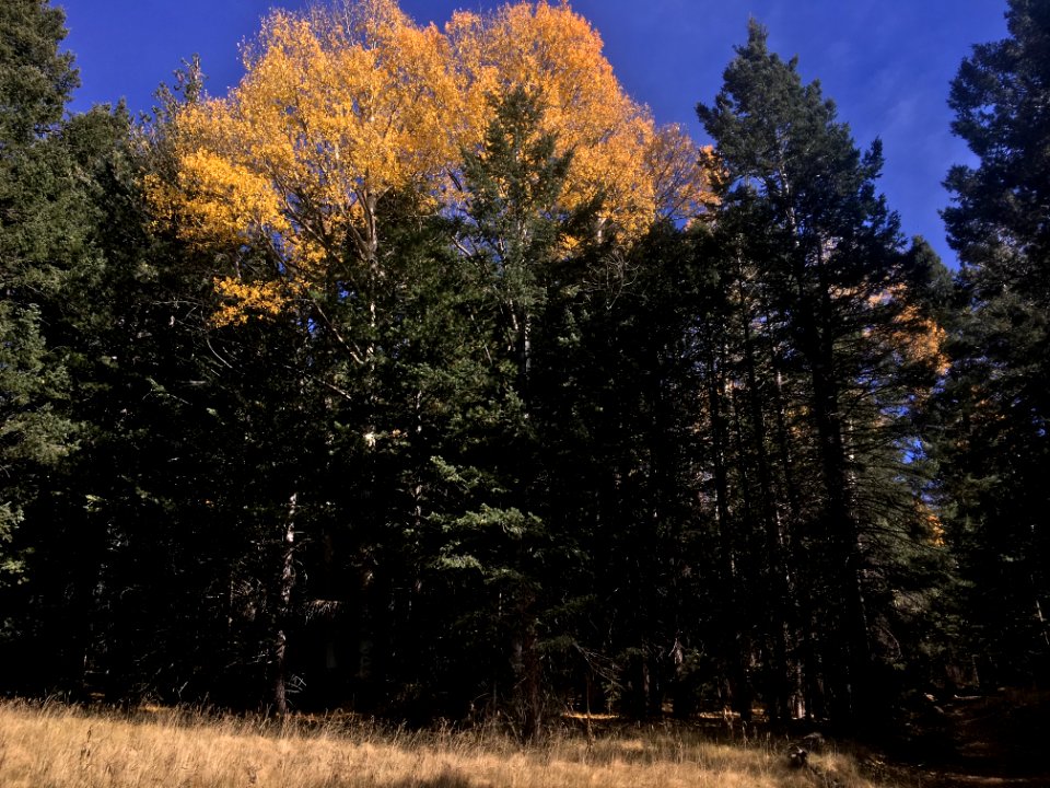 Some Aspen Color Left
