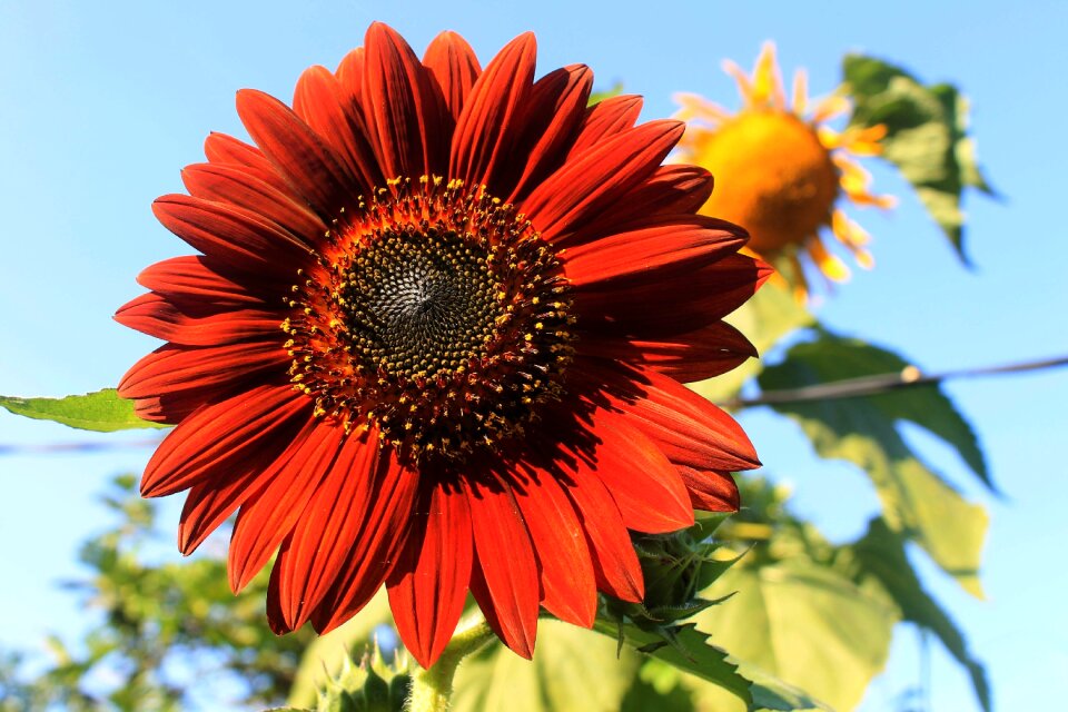 Sunflower plant nature