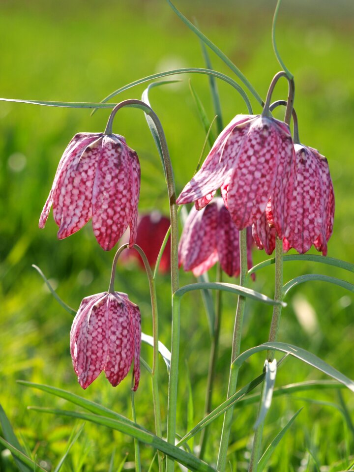 Cricklade fritillaries flowers north meadow