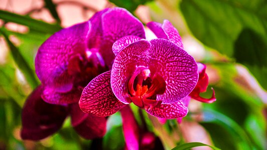 Orchid purple close up photo