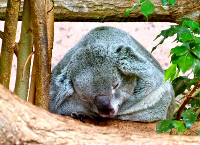 Beauval Zoo
