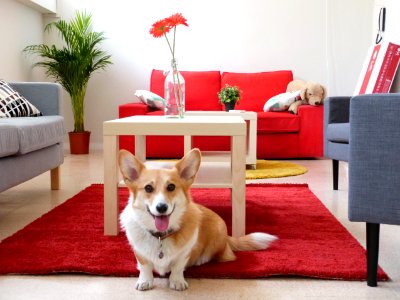 Dog friendly office life