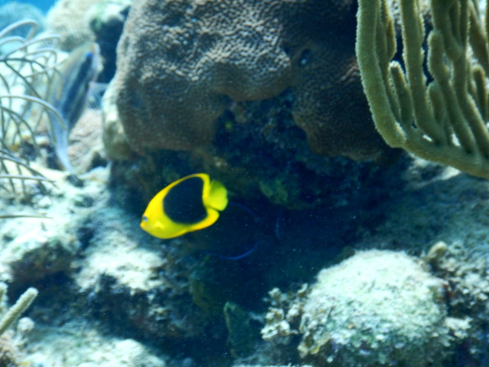 Holacanthus tricolor 1