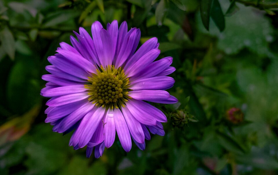 Nature plant close up