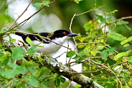 Macho de Taraba major (Batará mayor - Greater antshrike)
