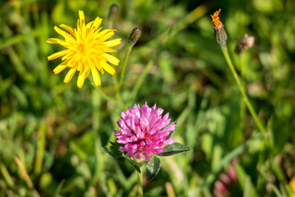 Red clover blossom bloom