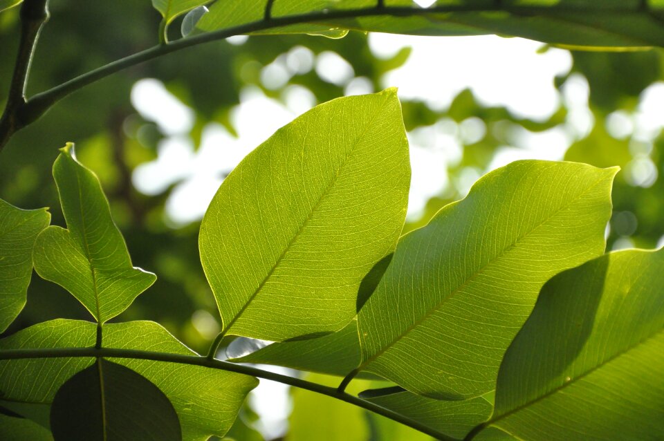 Green tree plant