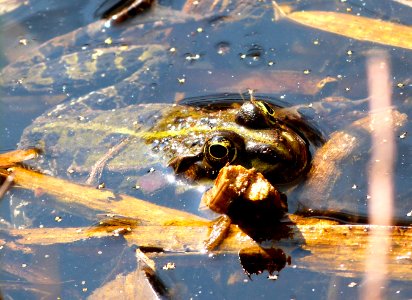 European green frog