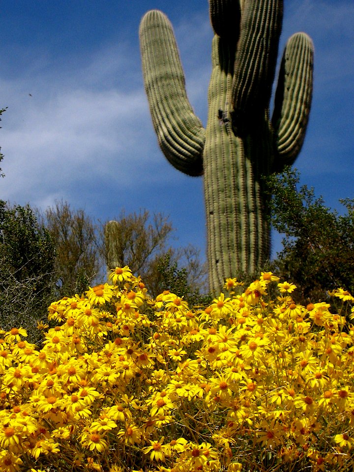 Brittle Brush and Saguaro Go Well Together