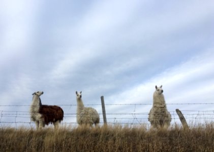 A Three Llama Day photo