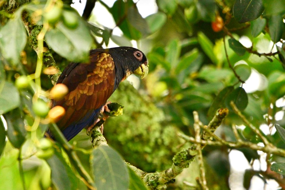 Pionus chalcopterus. Cotorra maicera.