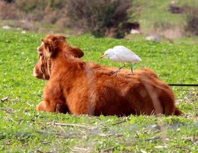 Cattle Egret and her Cow