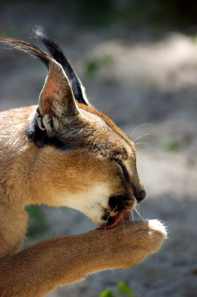 Predator paw rest