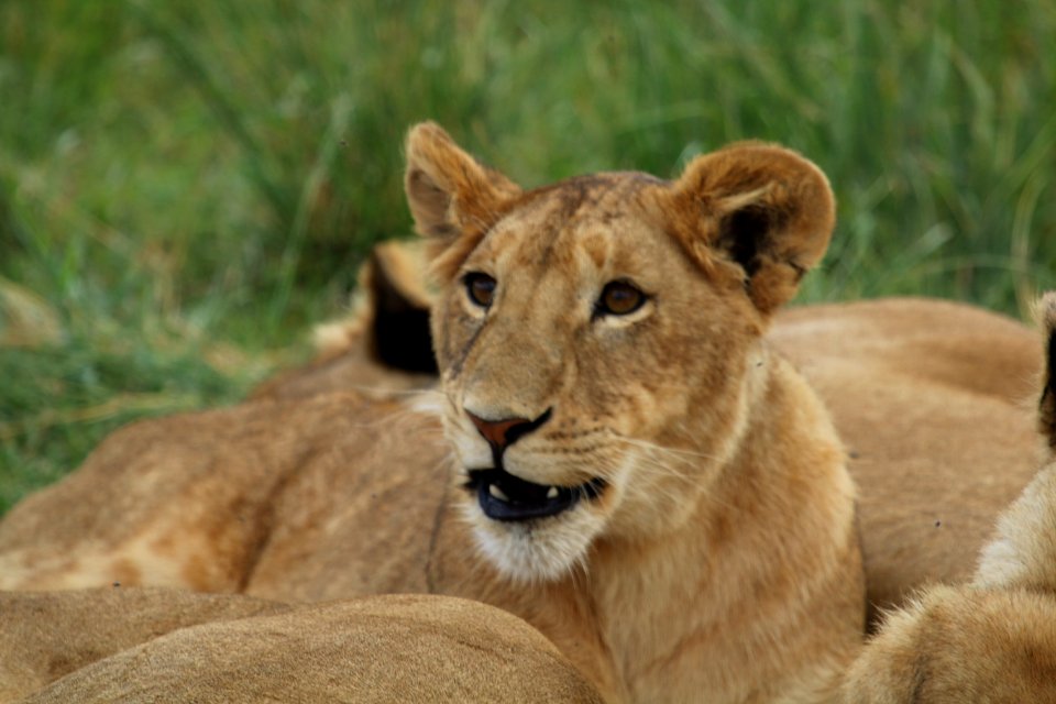Panthera leo 1 photo