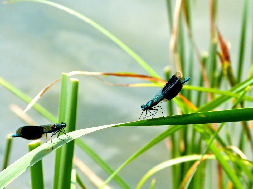 Banded Damselflies