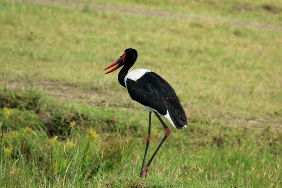 Ephippiorhynchus senegalensis 1