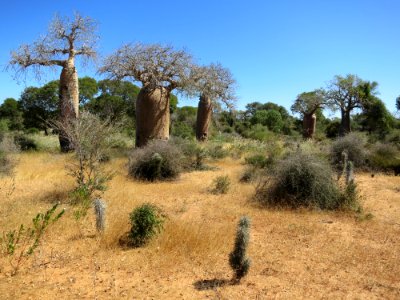 IMG 0823 Toliara Adansonia rubrostipa