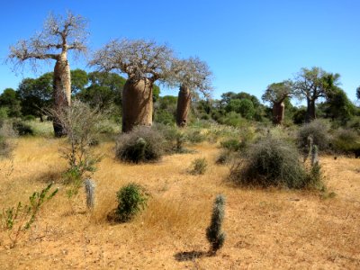 IMG 0823 Toliara Adansonia rubrostipa photo