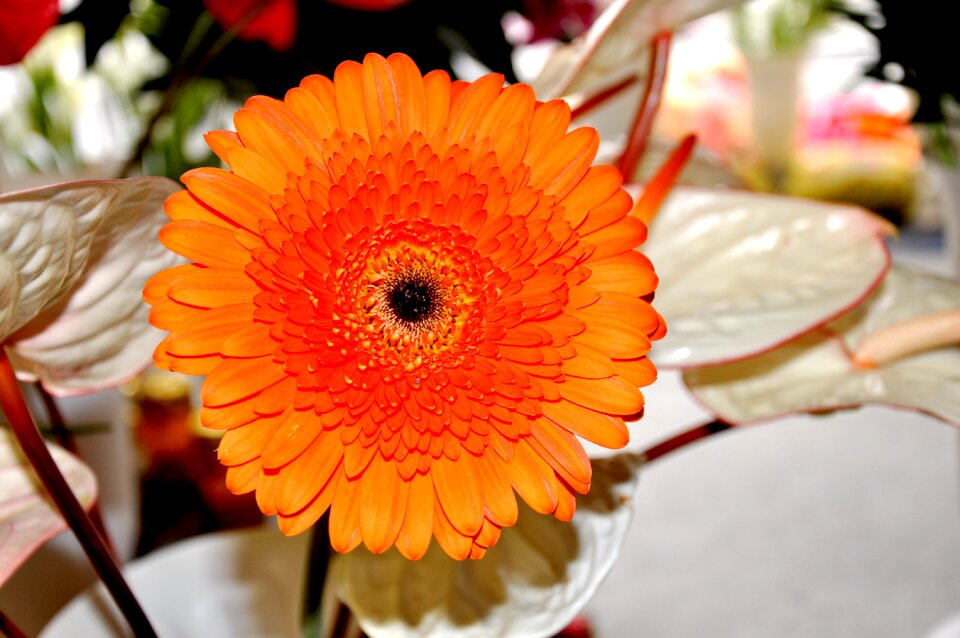 Gerbera flower yellow