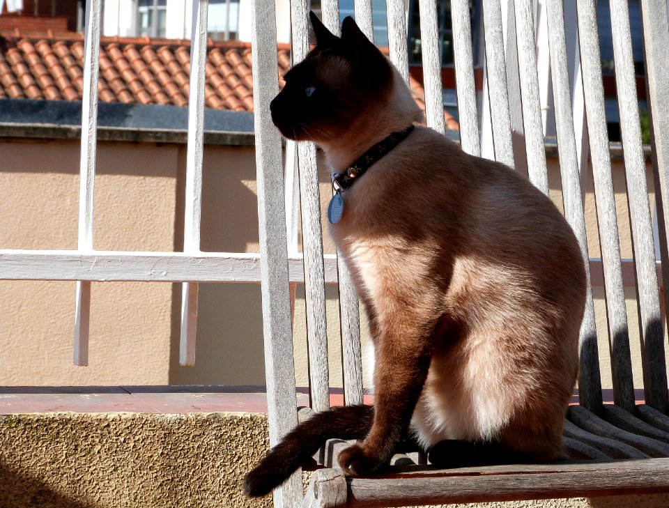 On the "pet chair" photo