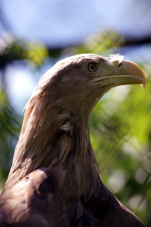 Beak outside wild