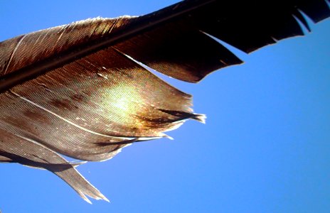 In This Eclipse the Part of the Moon is Played By a  Giant Bird Feather
