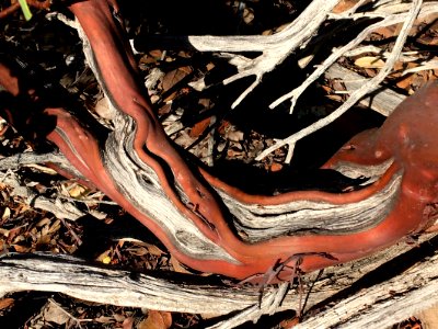 Flowing Manzanita