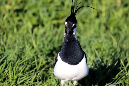 northern lapwing