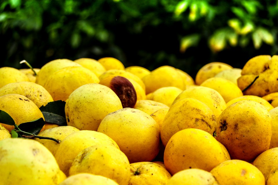 Grapefruits all over
