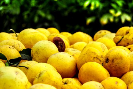 Grapefruits all over