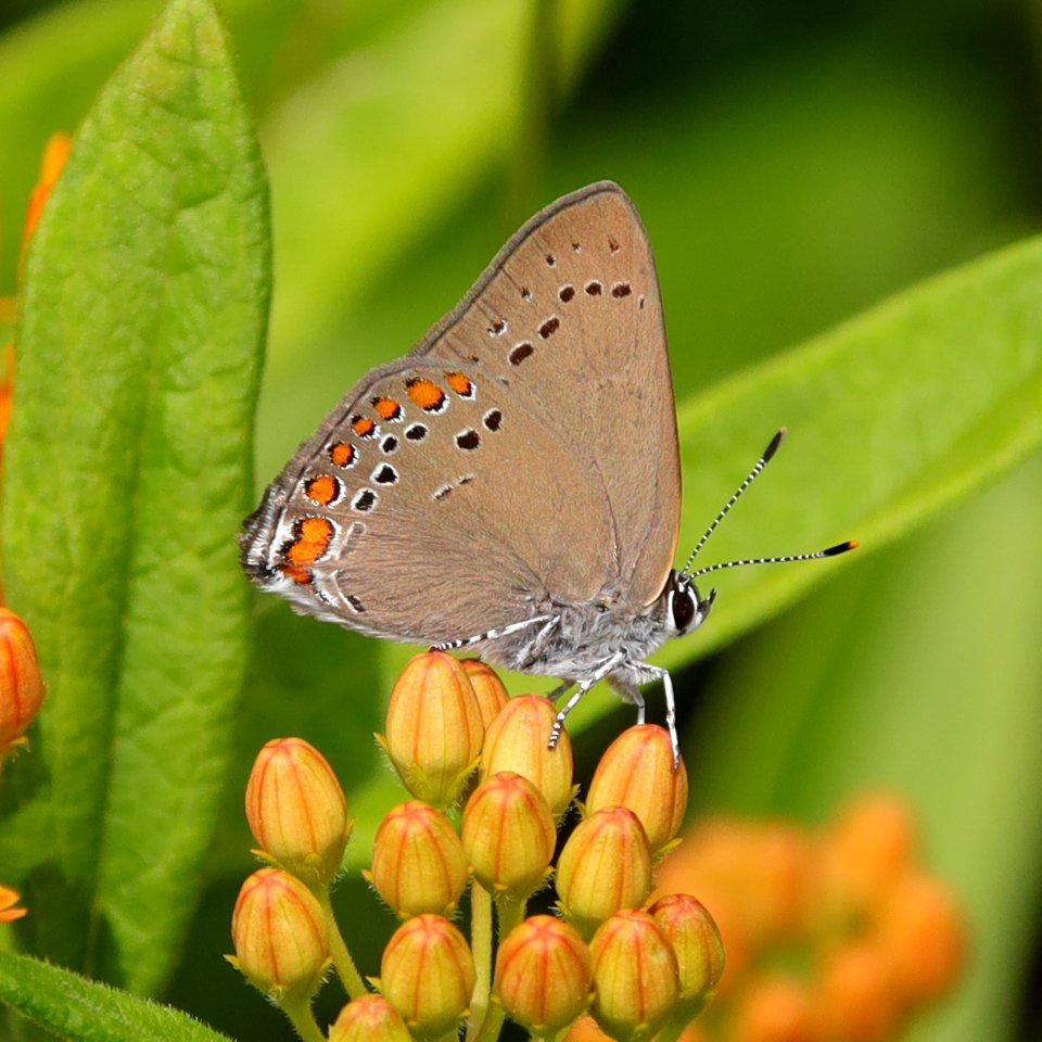 Coral hairstreak--Warren Bielenberg, June 2019