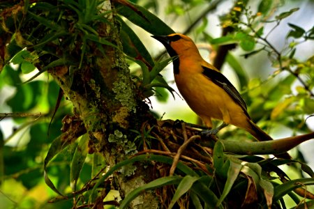 Icterus nigrogularis - Turpial amarillo