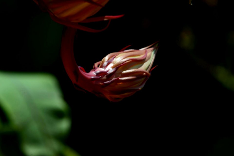 Dama (Reina) de la noche, Flor de baile,  Pluma de Santa Teresa (Epiphyllum oxypetalum)