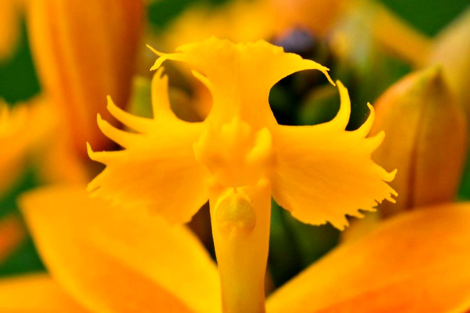 Epidendrum ibaguense
