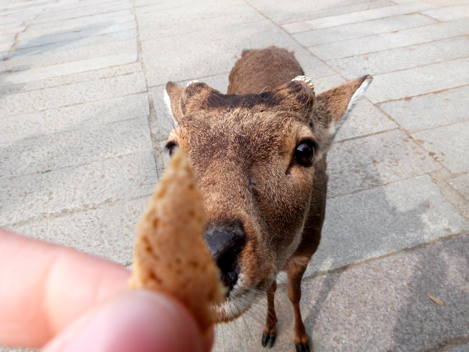 Kyoto 2 day: Fushimi Inari & Nara