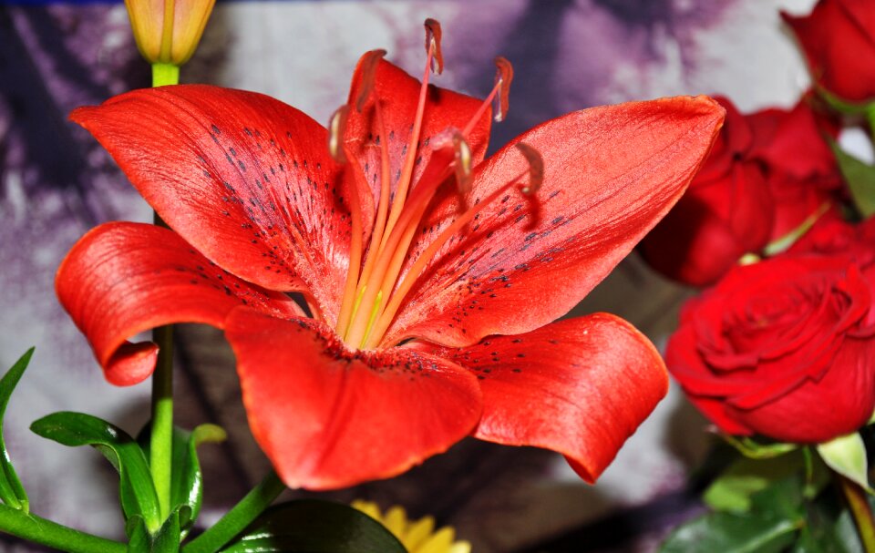 Lily red flower