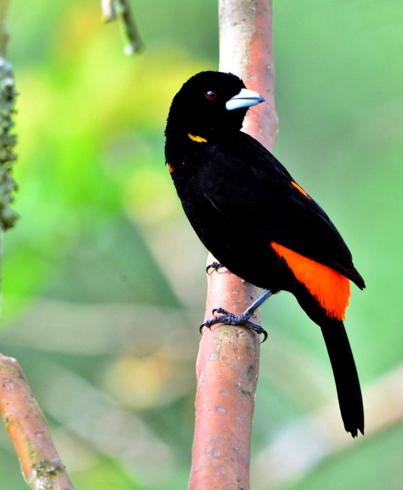 Ramphocelus flammigerus - Toche asomacandela - Toche enjalmado - Flame-rumped Tanager